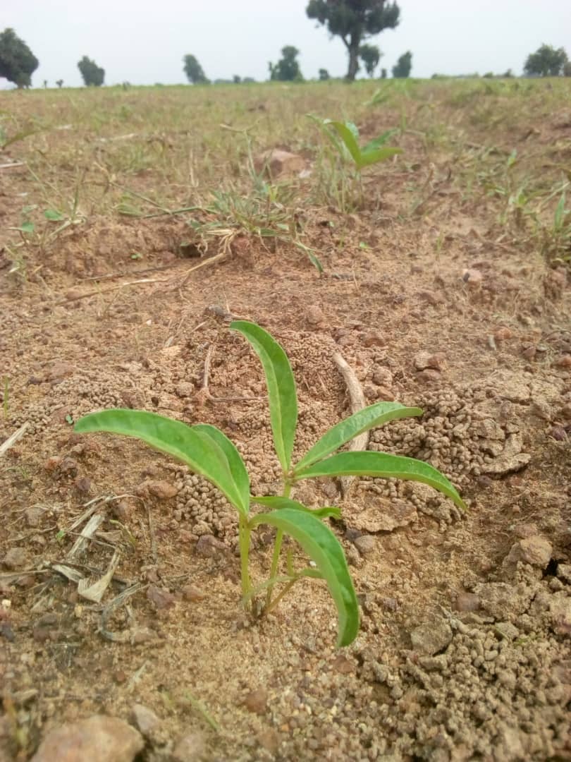 Bambara groundnut plant — representative ingredient image for Bambara Beans; packaging may vary