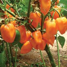 Load image into Gallery viewer, Orange Habanero