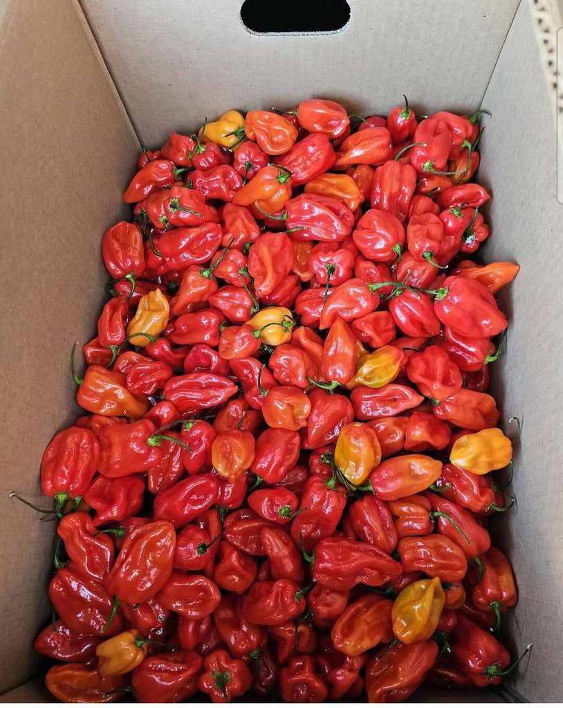Box of Habanero pepper-8lbs