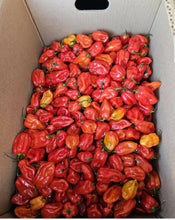 Load image into Gallery viewer, Box of Habanero pepper-8lbs