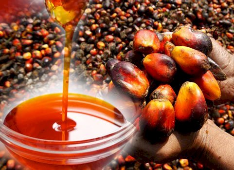 Extracting Palm Oil From Palm Kernel At Home – SHOP AFRICA USA