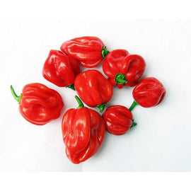 Habanero Red Pepper
