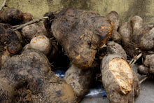 Load image into Gallery viewer, Dioscorea alata arial bulbils- true African yams