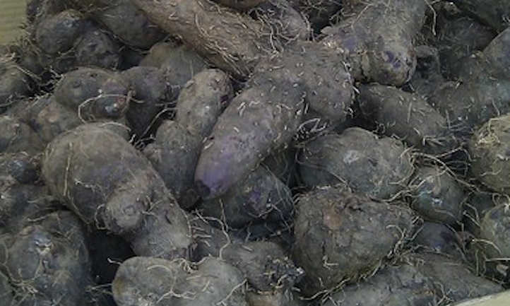 Dioscorea alata arial bulbils- true African yams