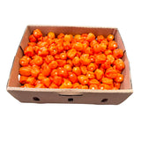 Orange Habanero