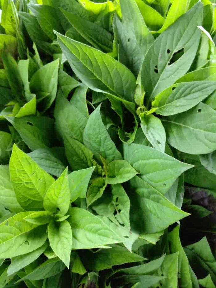 Efo Shoko Leaf