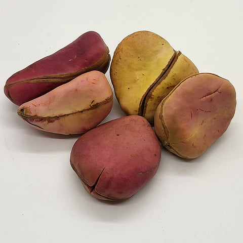 African Kolanut