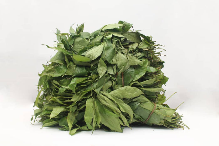 Afang leaf