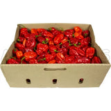 Habanero Red Pepper
