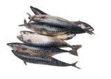 Fish - Titus (Mackerel or Alaran)