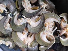Load image into Gallery viewer, Giant bush snail-15pcs