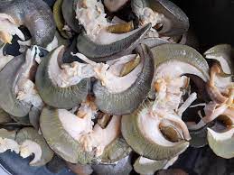 Giant bush snail-15pcs