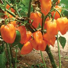 Orange Habanero